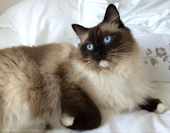 Photo de Ragdoll