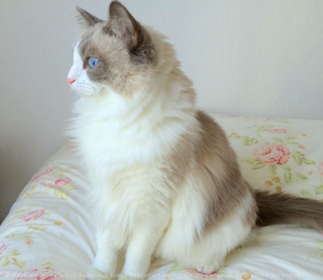 Photo de Ragdoll