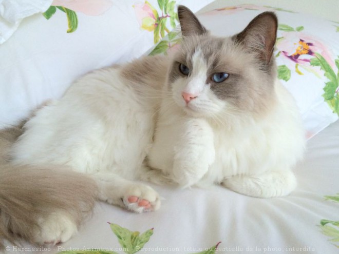 Photo de Ragdoll