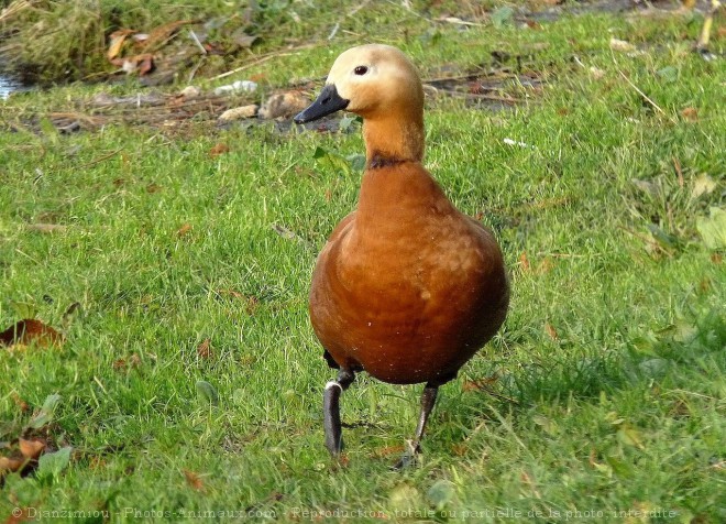 Photo de Canard tadorne casarca