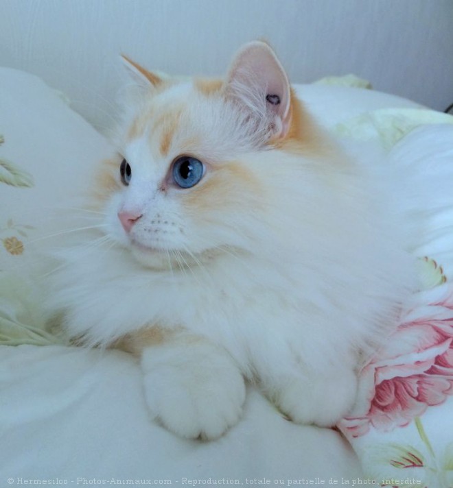 Photo de Ragdoll