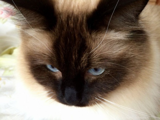 Photo de Ragdoll