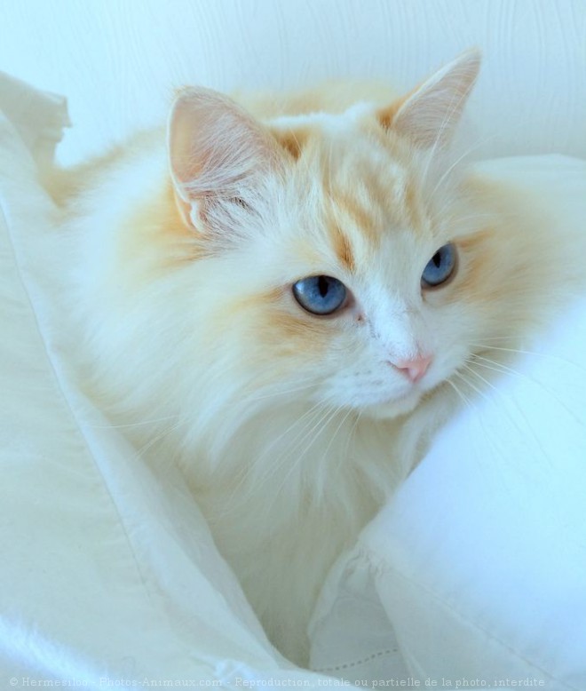 Photo de Ragdoll