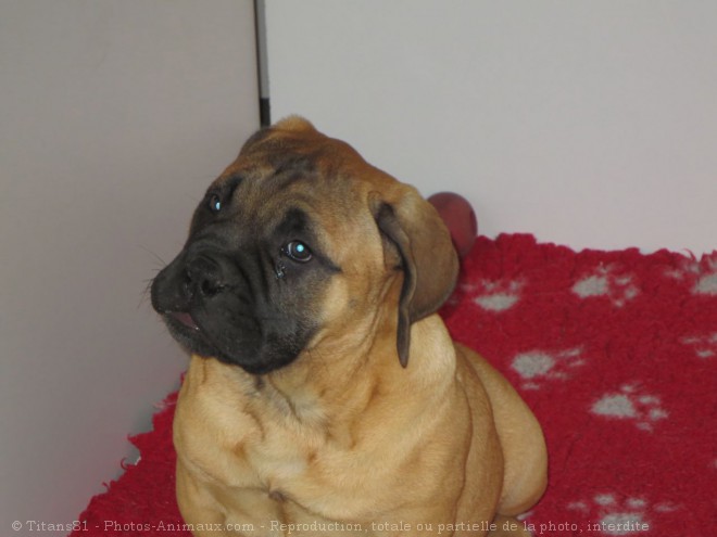 Photo de Bullmastiff