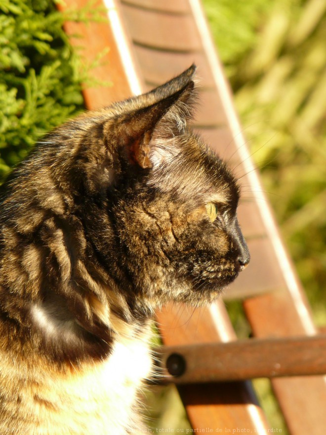 Photo de Chat domestique