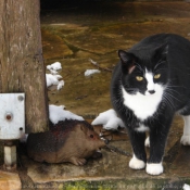 Photo de Chat domestique