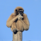 Photo de Singe - gibbon