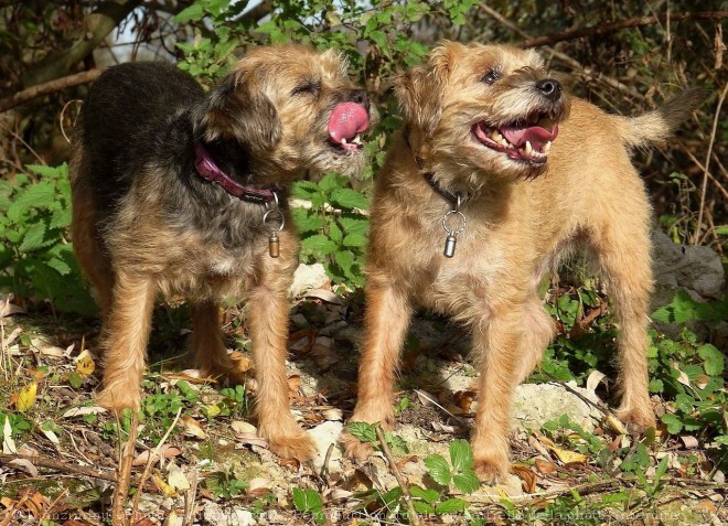 Photo de Border terrier