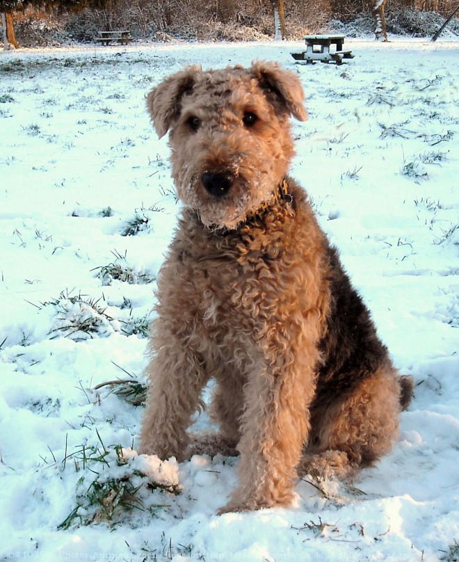 Photo d'Airedale terrier