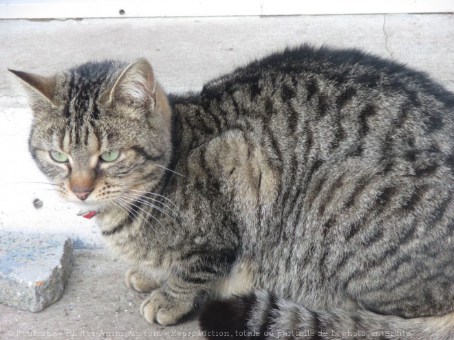 Photo de Chat domestique