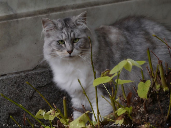 Photo de Chat domestique