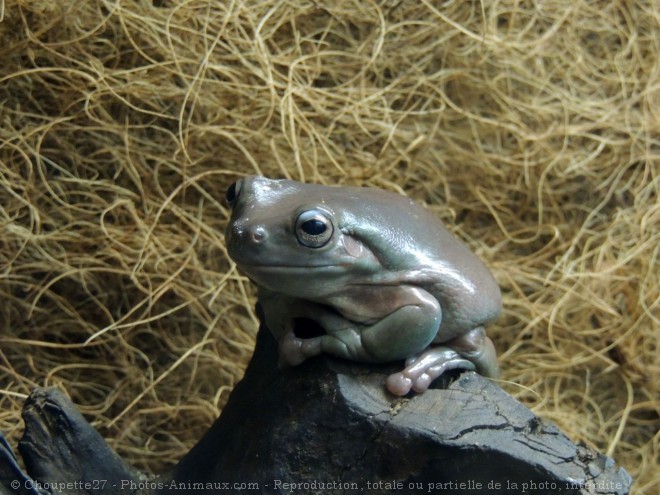 Photo de Grenouille