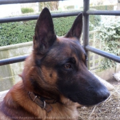 Photo de Berger belge malinois