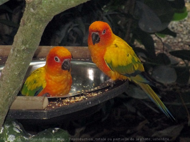 Photo de Conure soleil