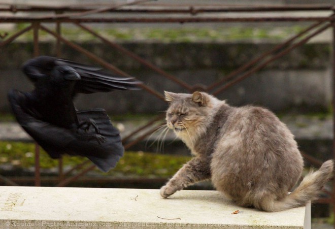 Photo de Chat domestique