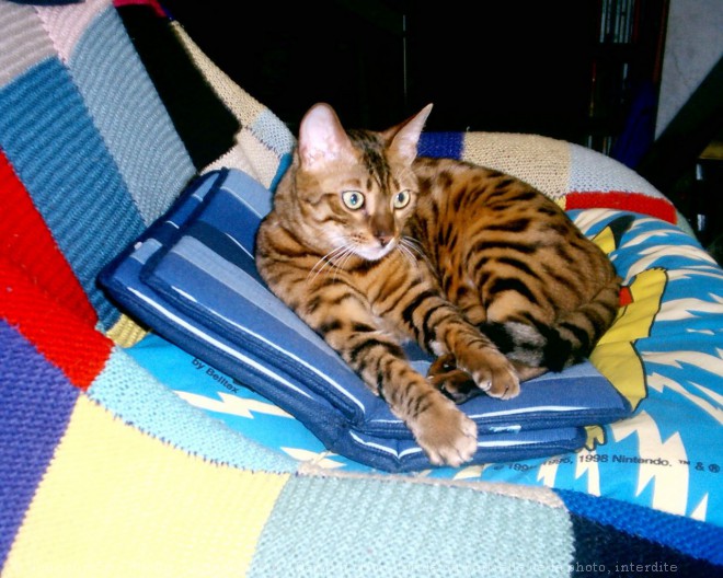 Photo de Bengal