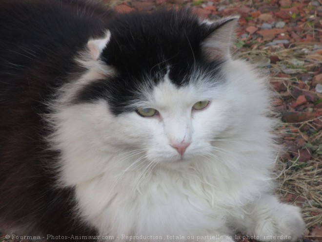 Photo de Chat domestique