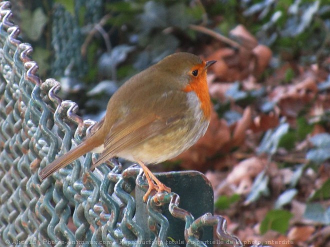 Photo de Rouge gorge