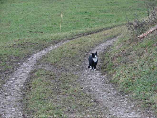 Photo de Chat domestique