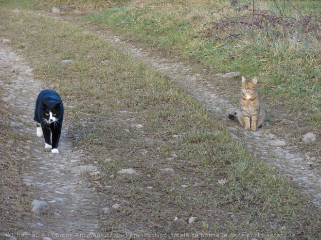 Photo de Chat domestique