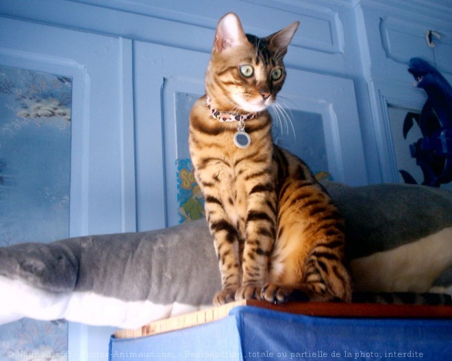 Photo de Bengal