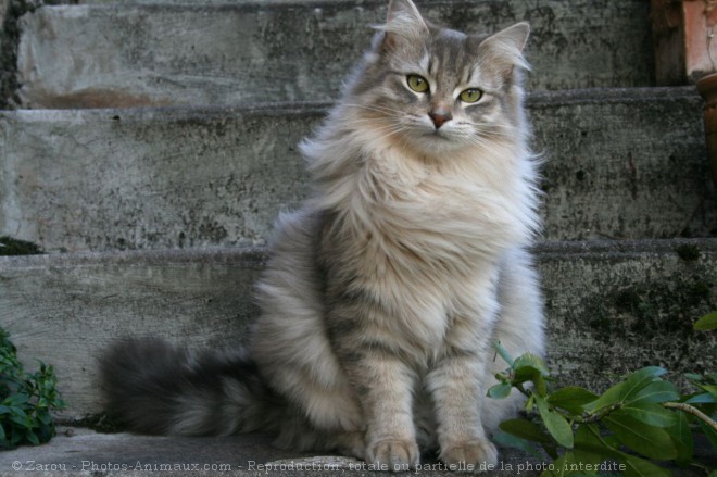 Photo de Chat domestique