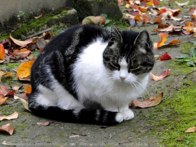 Photo de Chat domestique