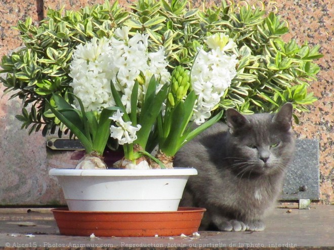 Photo de Chat domestique