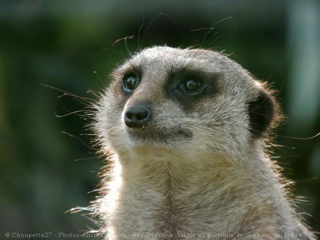 Photo de Suricate