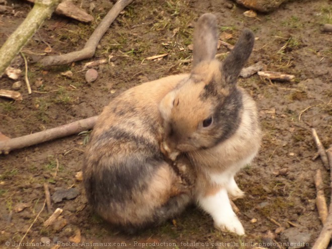 Photo de Lapin