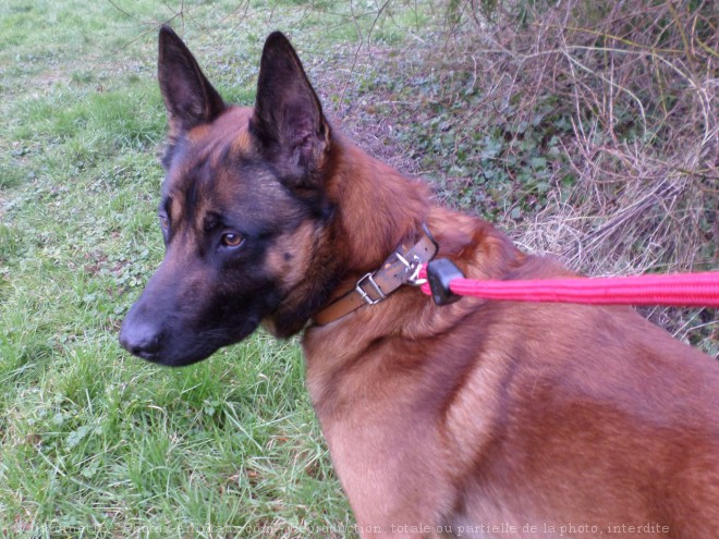 Photo de Berger belge malinois