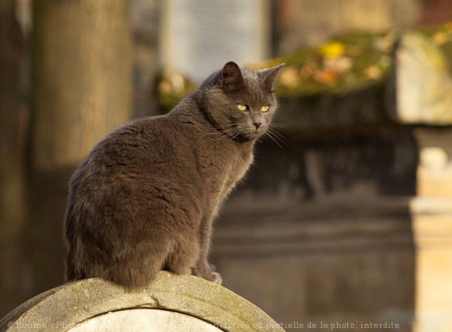 Photo de Chat domestique