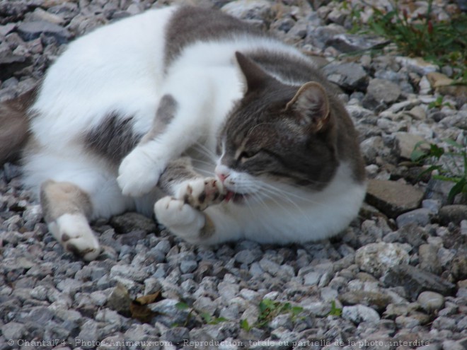 Photo de Chat domestique