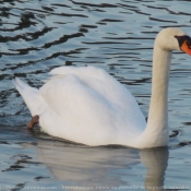 Photo de Cygne