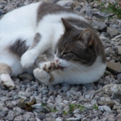 Photo de Chat domestique