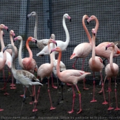 Photo de Flamand rose