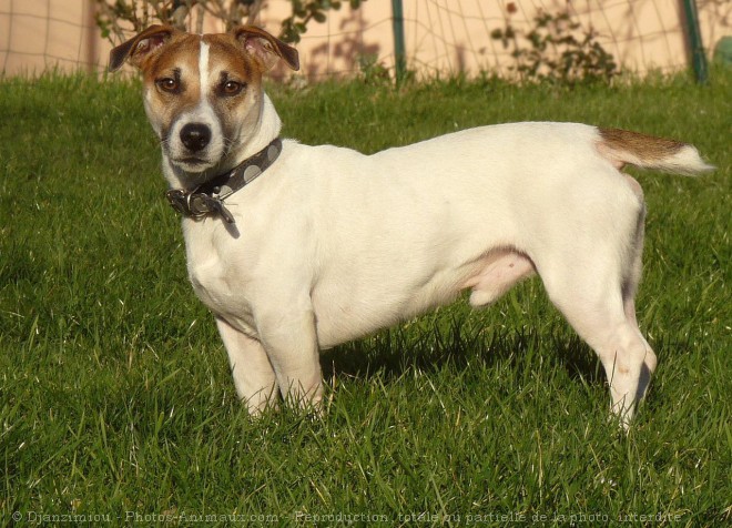 Photo de Jack russell terrier