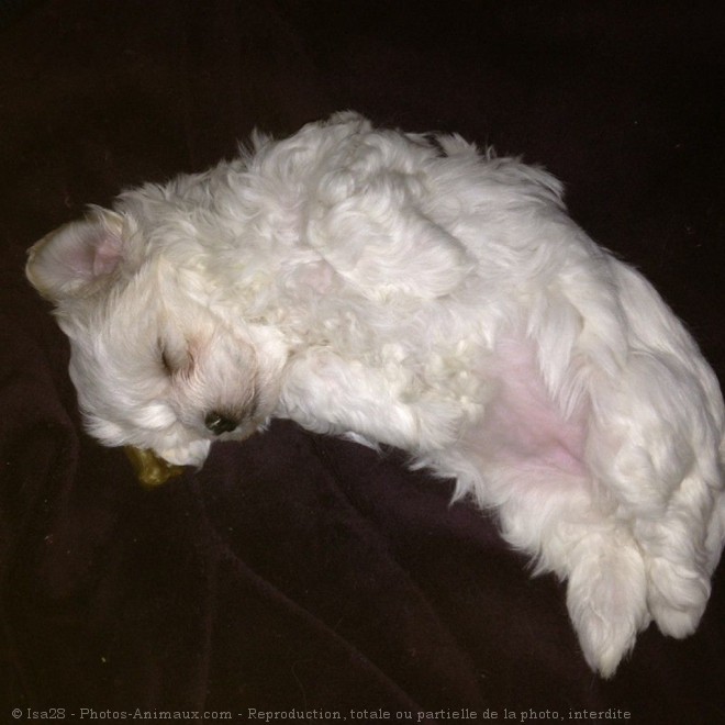 Photo de Bichon maltais