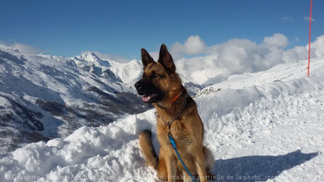 Photo de Berger allemand  poil court