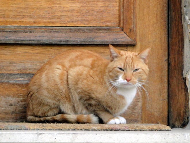 Photo de Chat domestique