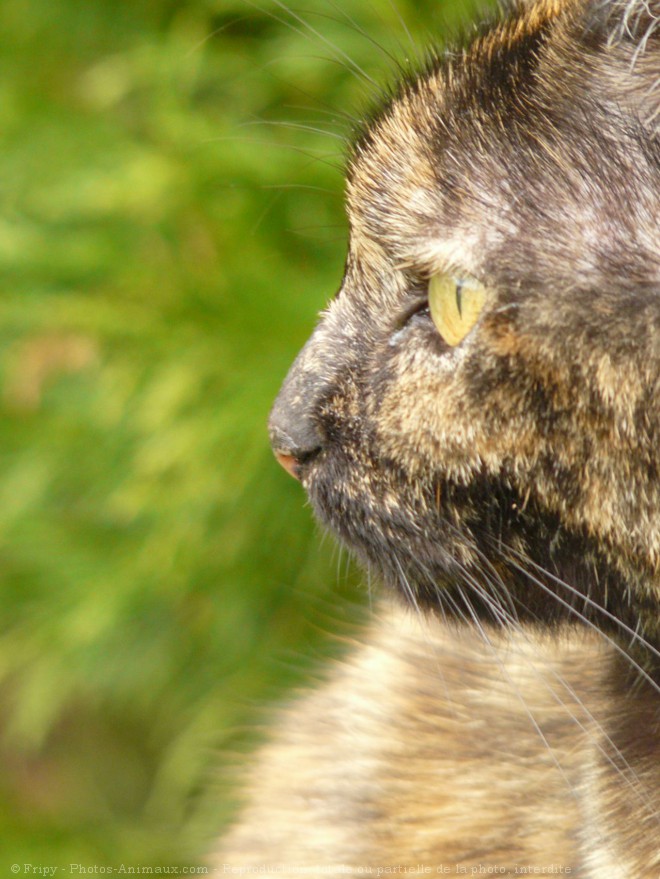 Photo de Chat domestique