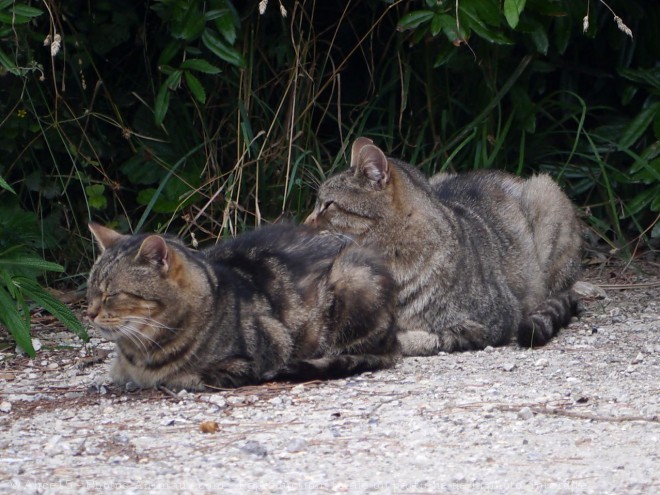 Photo de Chat domestique