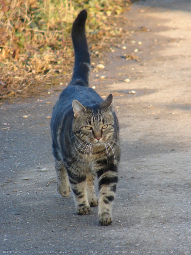 Photo de Chat domestique