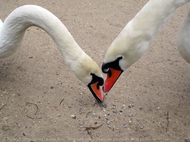 Photo de Cygne