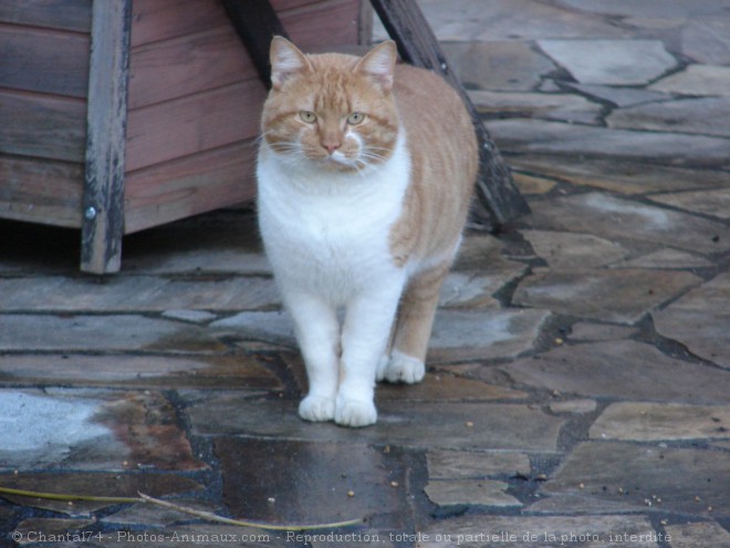 Photo de Chat domestique