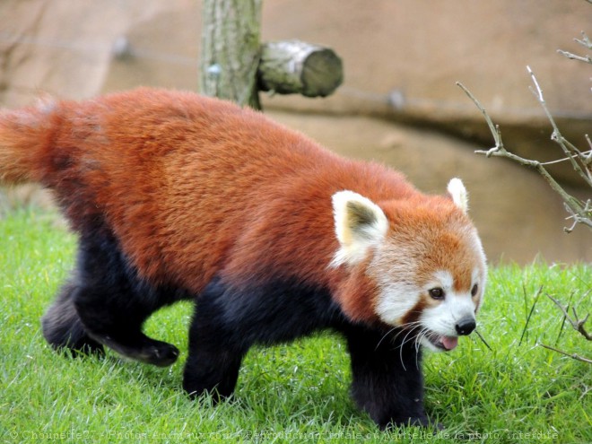 Photo de Panda roux