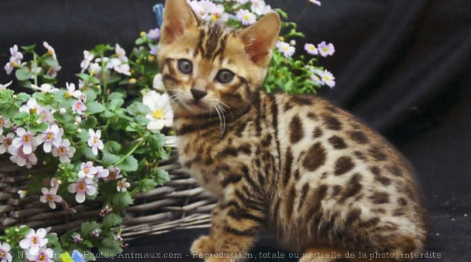 Photo de Bengal