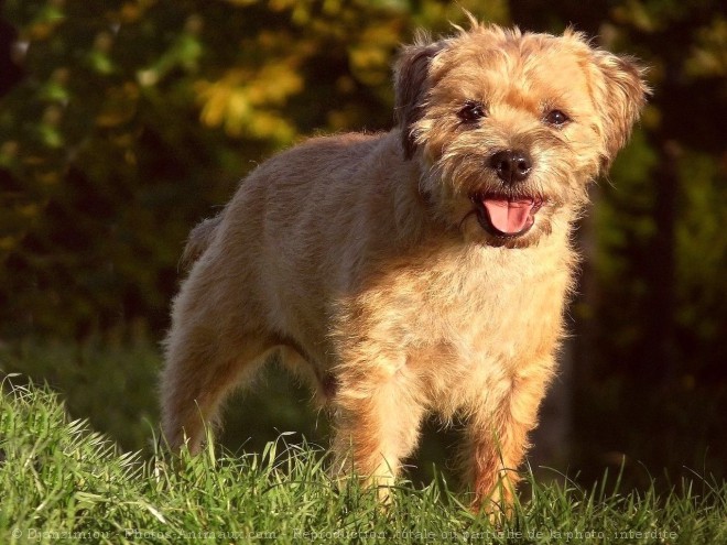 Photo de Border terrier