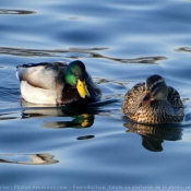 Photo de Canard colvert