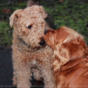 Photo de Races diffrentes